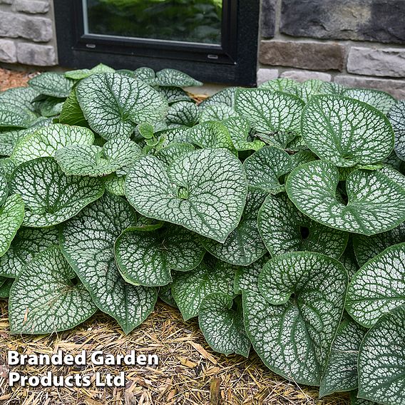 Brunnera 'Jack Of Diamonds'