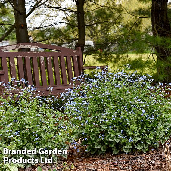 Brunnera 'Jack Of Diamonds'