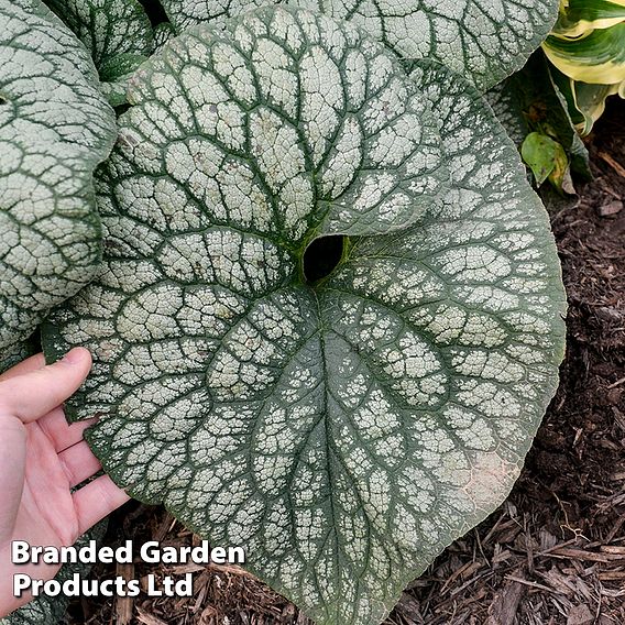 Brunnera 'Jack Of Diamonds'