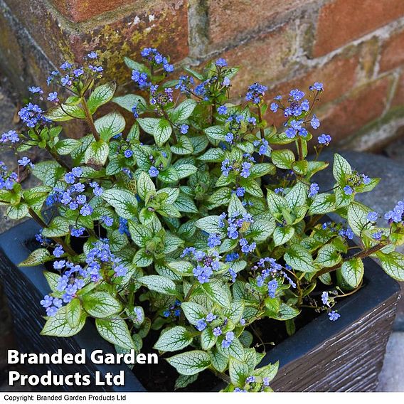 Brunnera macrophylla 'Jack Frost'