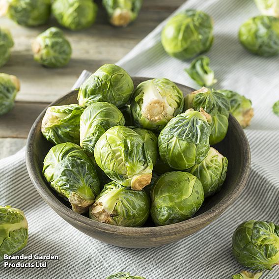 Brussels Sprout 'Long Island' - Seeds