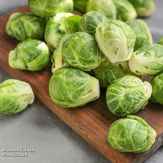 Brussels Sprout 'Long Island' - Seeds