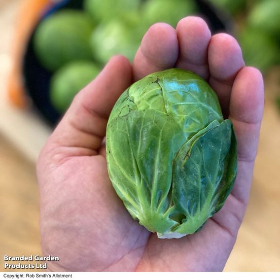 Brussels Sprout 'Marte' F1 - Seeds