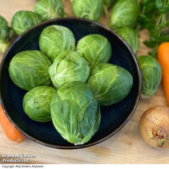 Brussels Sprout 'Marte' F1 - Seeds