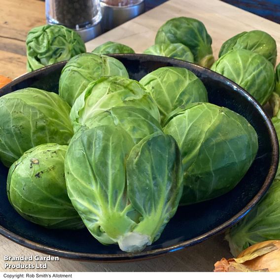 Brussels Sprout 'Marte' F1 - Seeds