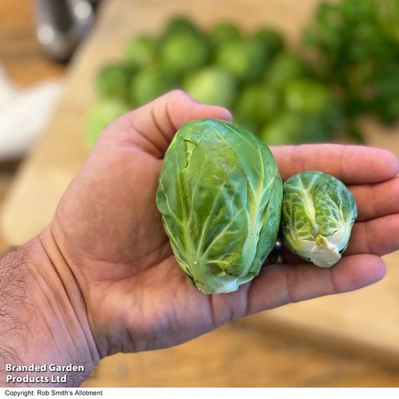 Brussels Sprout 'Marte' F1 - Seeds