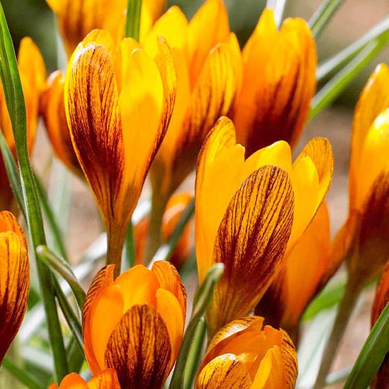 Crocus olivieri subsp. balansae 'Orange Monarch'