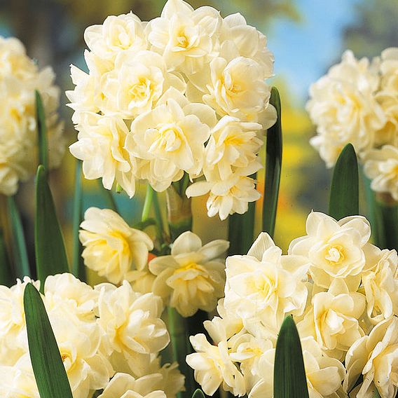 Daffodil 'Scented Collection'