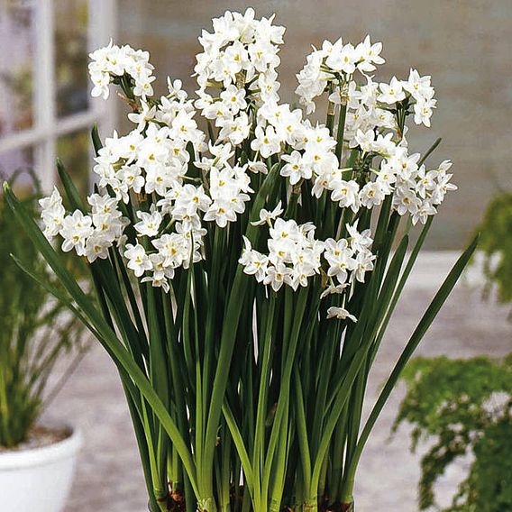 Narcissus 'Paper White'