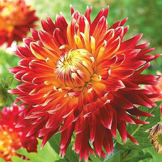 Dahlia 'Dinner Plate' Quintet