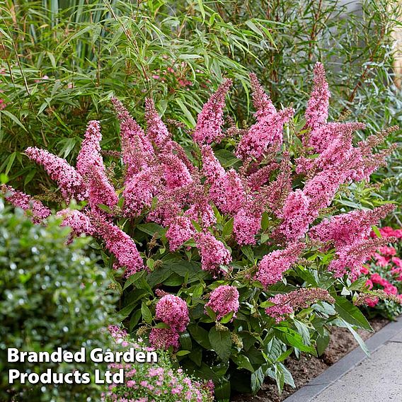 Buddleja 'Butterfly Candy Little Pink'