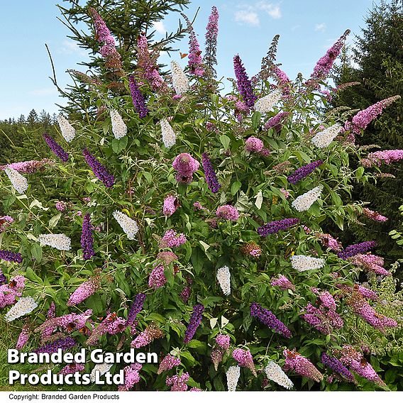 Buddleja Davidii Triple 3-in-1