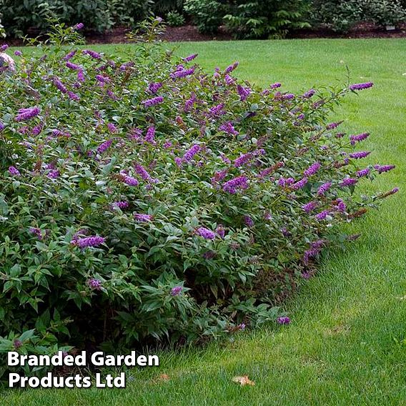 Buddleja 'Blue Chip'