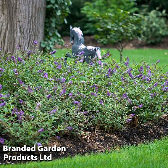 Buddleja 'Blue Chip'