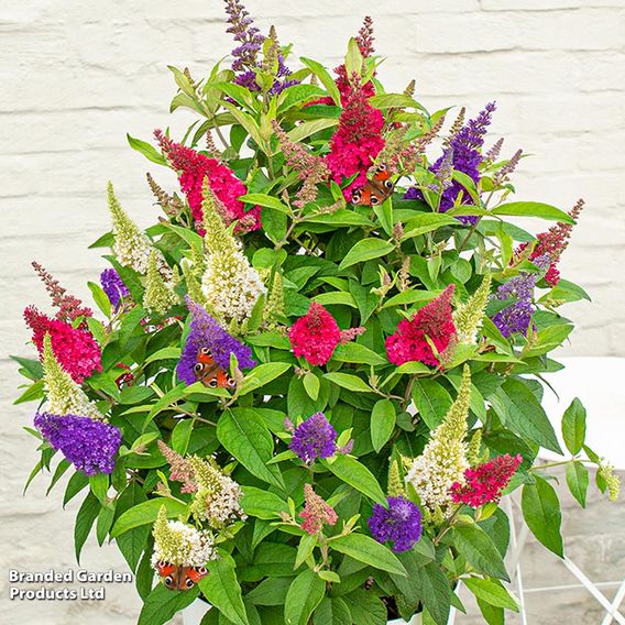 Buddleja 'Butterfly Candy Festival'