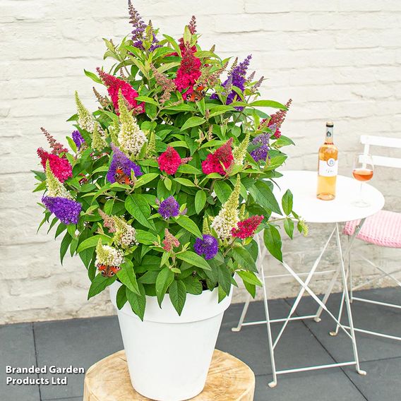 Buddleja 'Butterfly Candy Festival'