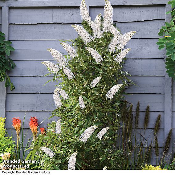 Buddleja Butterfly Towers White