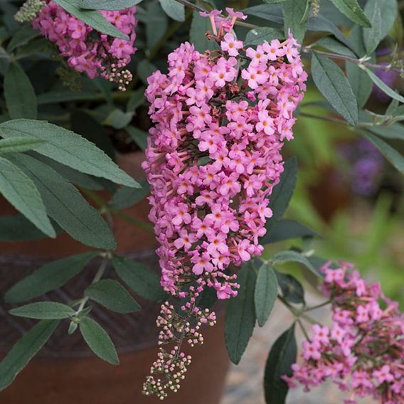 Buddleja 'Pink Cascade'