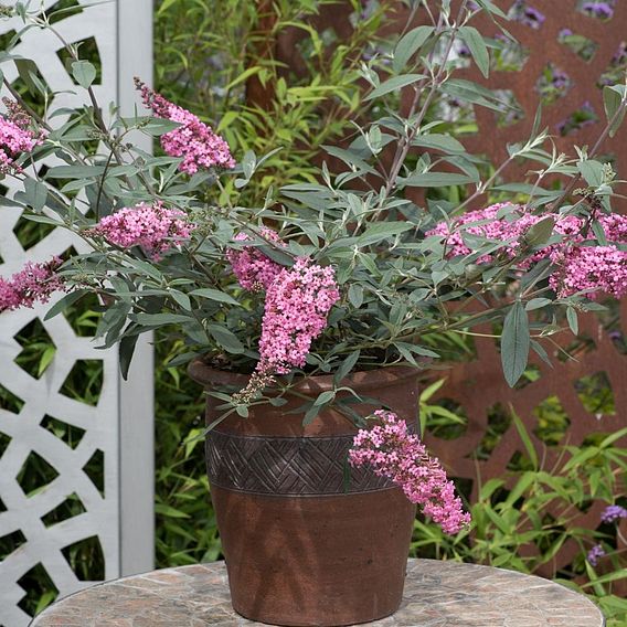 Buddleja 'Pink Cascade'