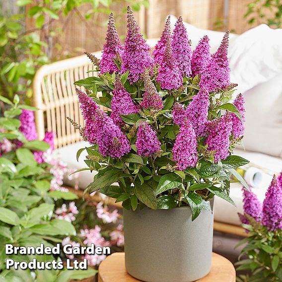 Buddleja 'Butterfly Candy Little Cerise'