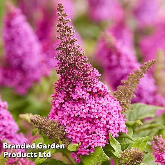 Buddleja 'Butterfly Candy Little Cerise'