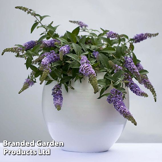 Buddleja 'Lo & Behold - Lilac Chip' | Dobies