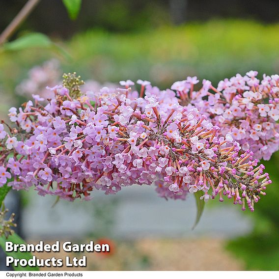 Buddleja 'Pink Delight'