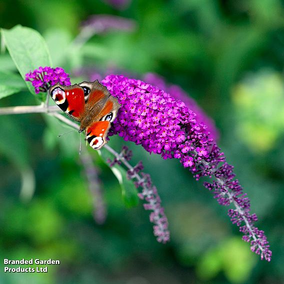 Buddleja Alternifolia