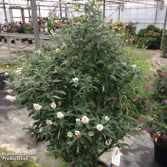 Buddleja Butterfly Towers White