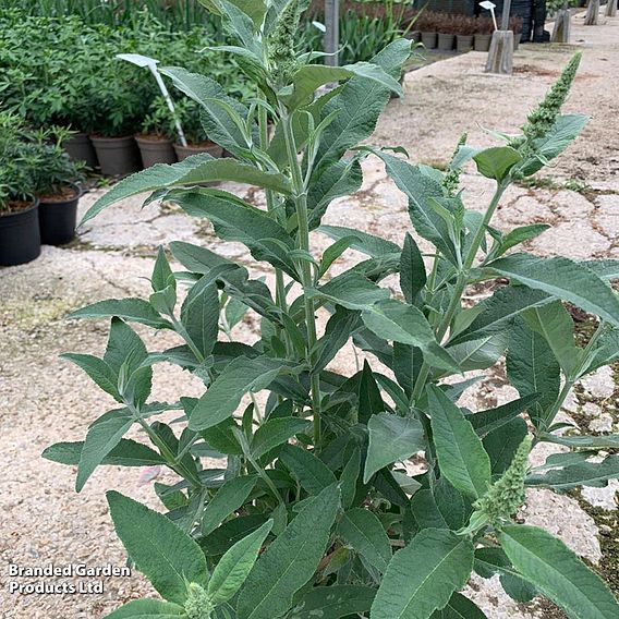 Buddleja Butterfly Towers White