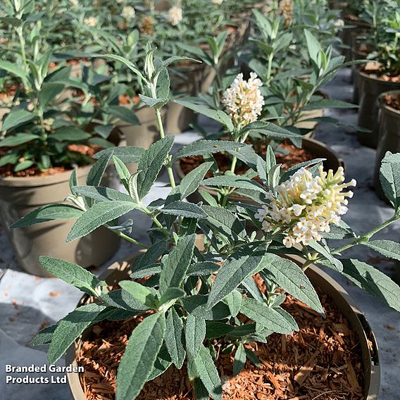 Buddleja Butterfly Towers White