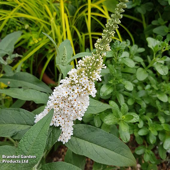 Buddleja Butterfly Towers White