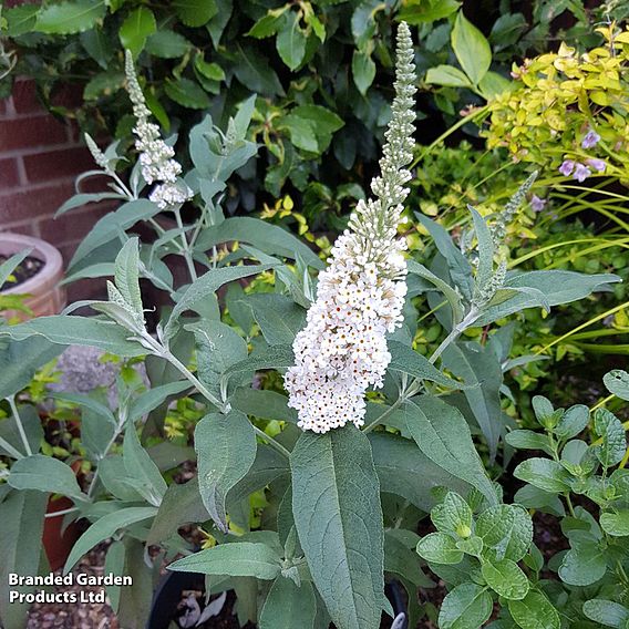 Buddleja Butterfly Towers White