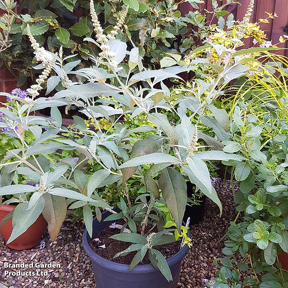 Buddleja Butterfly Towers White