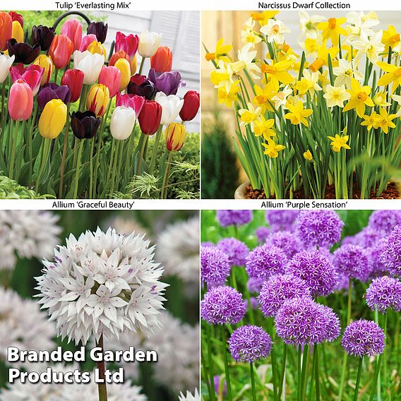 Spring Bulb Bundle