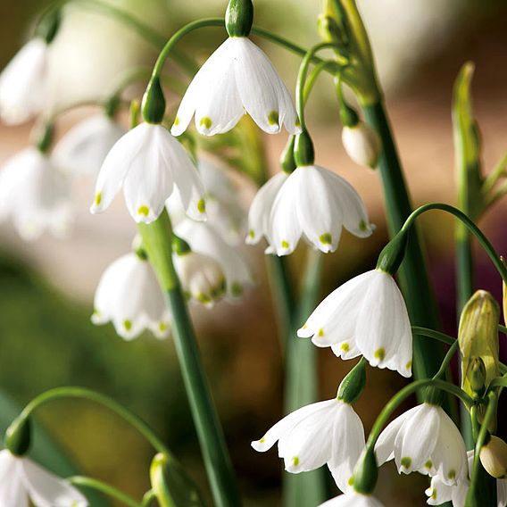 Leucojum aestivum Bulbs - Summer Snowflake | Dobies