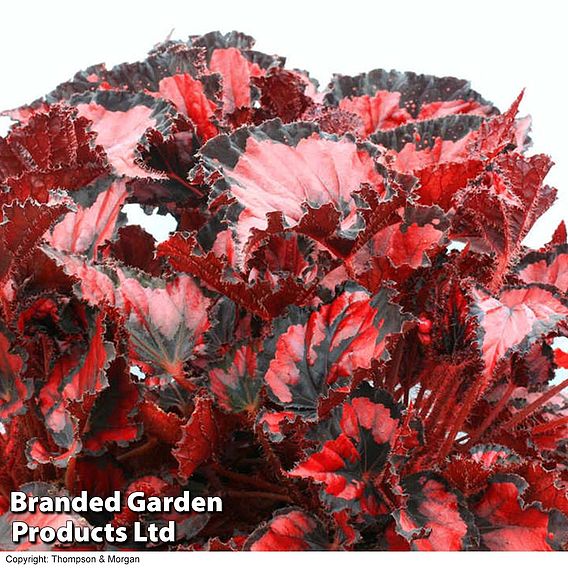 Begonia 'Red Robin'