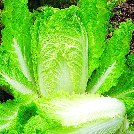 Chinese Cabbage 'Atsuko' (Organic) - Seeds