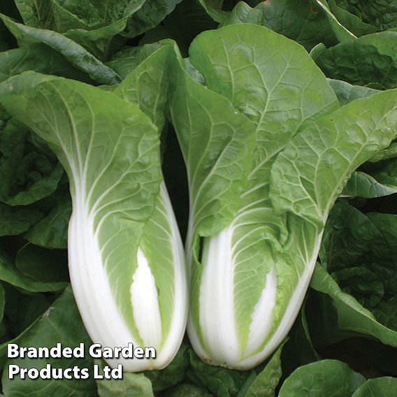 Chinese Cabbage 'Atsuko' (Organic) - Seeds