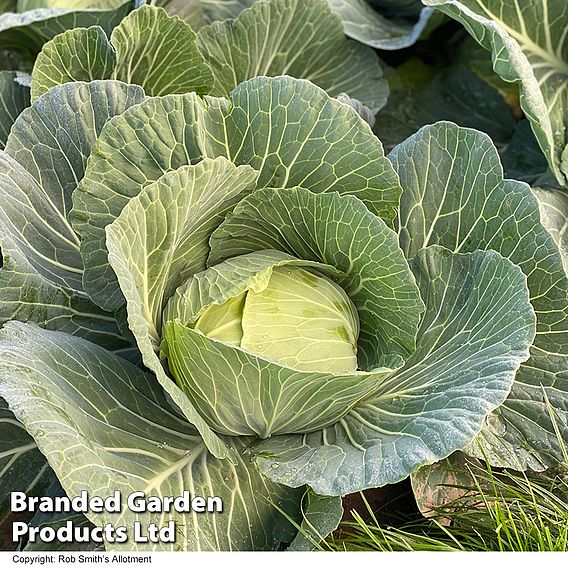 Cabbage 'Green Rich' (Summer/Autumn) F1 - Seeds