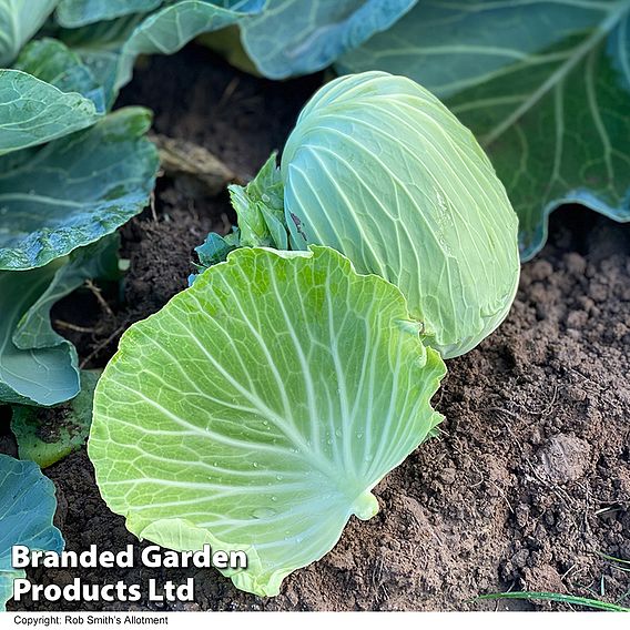 Cabbage 'Green Rich' (Summer/Autumn) F1 - Seeds