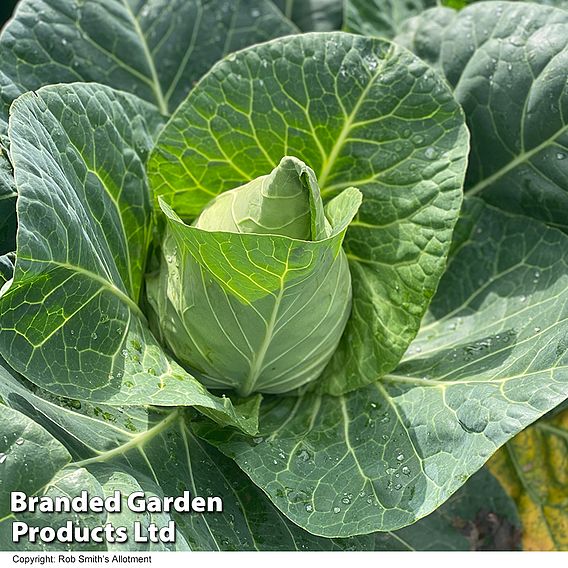 Cabbage 'Marquess' (Autumn Sweetheart Type) F1 - Seeds