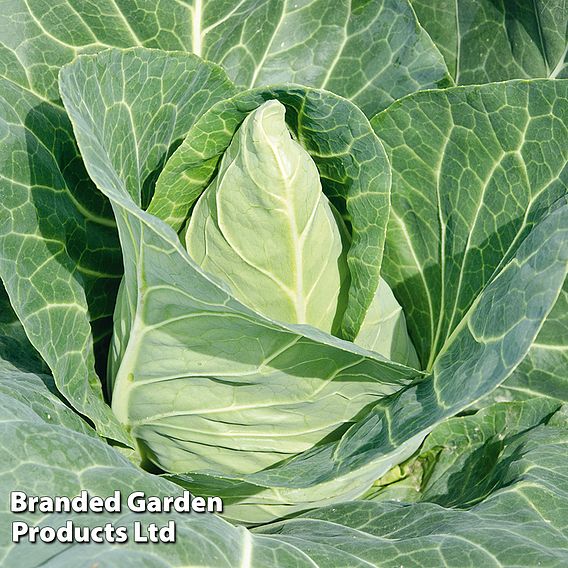 Cabbage 'Marquess' (Autumn Sweetheart Type) F1 - Seeds