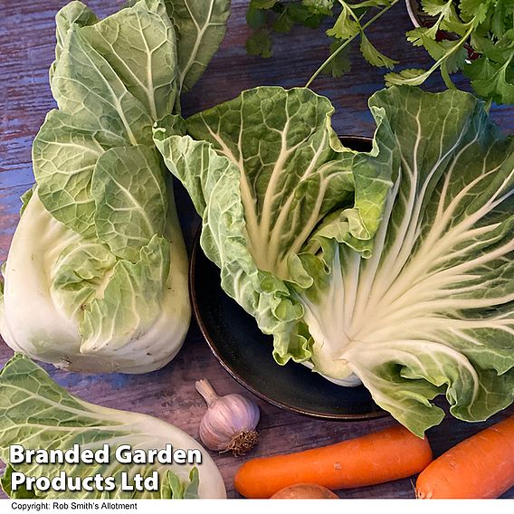 Cabbage 'Luzia' (Summer) F1 - Seeds