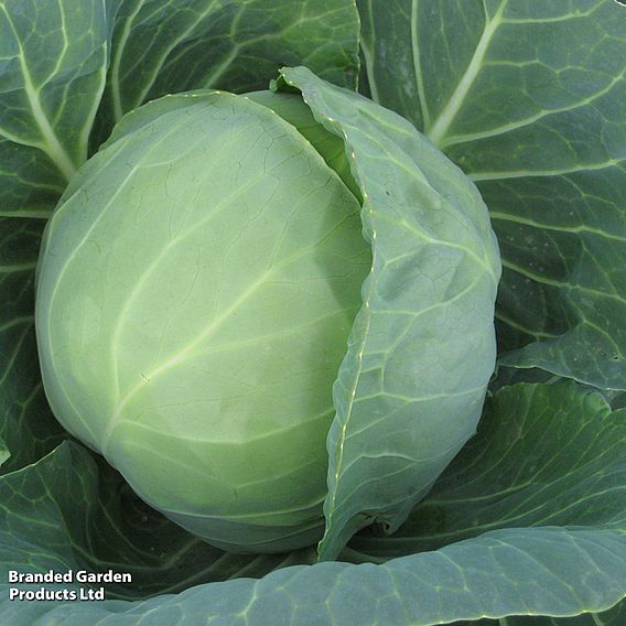 Cabbage 'Prestar' F1 - Seeds