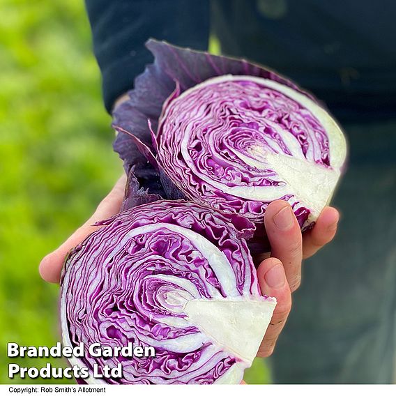 Cabbage 'Pretino' F1 - Seeds