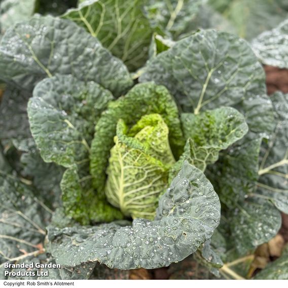 Cabbage 'Stelvio'