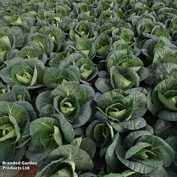 Cabbage 'Verve' F1 (Spring Greens) - Seeds