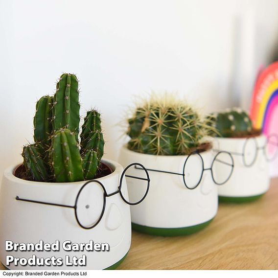 Cactus in Funny Face Decorative Pot