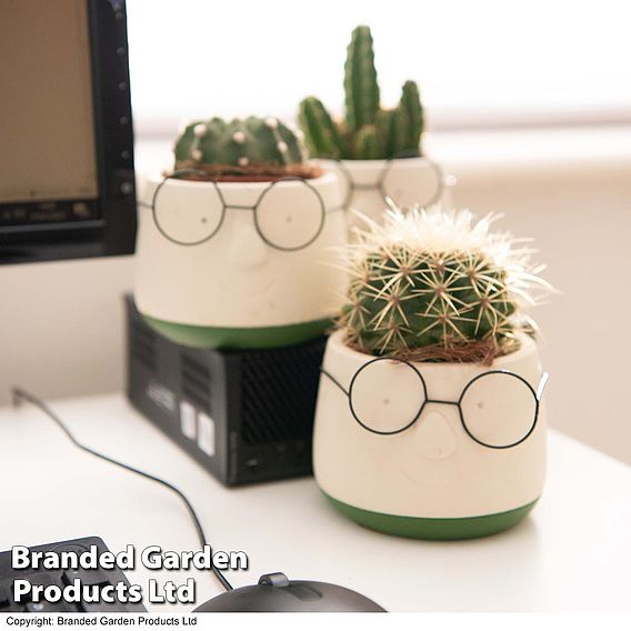 Cactus in Funny Face Decorative Pot